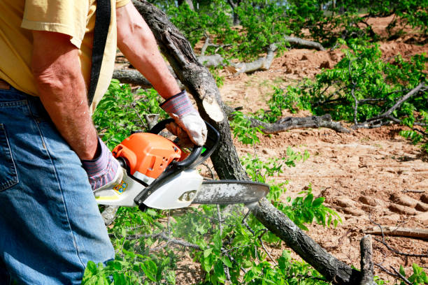 Tree Root Removal in Windber, PA